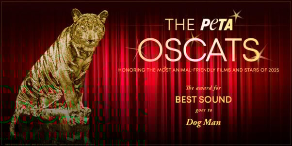 Oscat Certificate for Dog Man