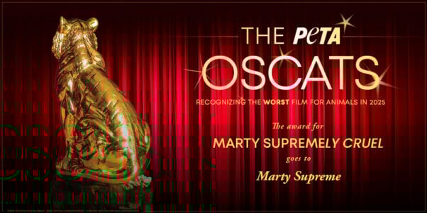 Oscat Certificate for Marty Supreme