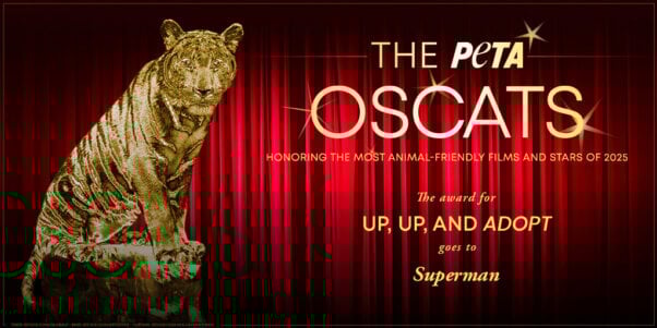 Oscat Certificate for Superman