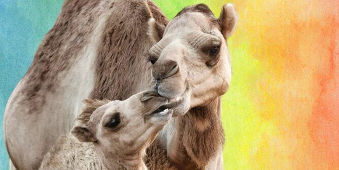Camels in front of a rainbow background
