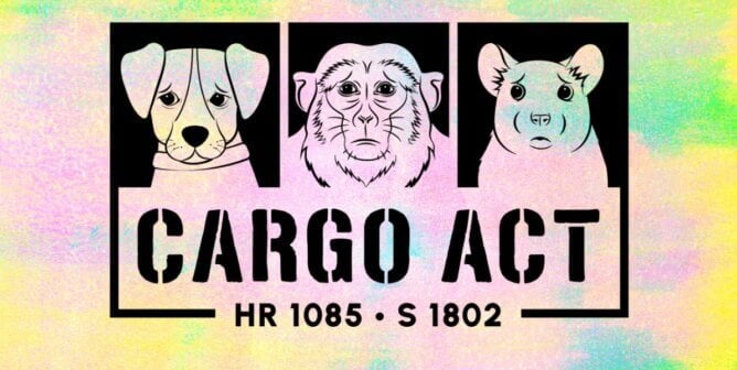 Pastel Cargo act