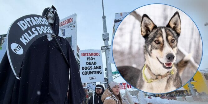 photo of dog next to iditarod sign