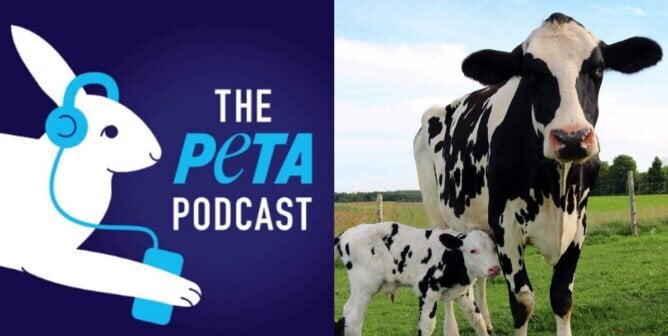 Mother cow and baby next to PETA podcast logo