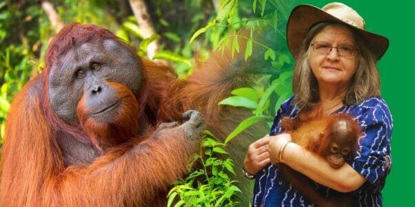 Dr. Birute Galdikas and a photo of an orangutan