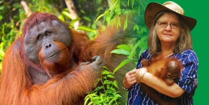 Dr. Birute Galdikas and a photo of an orangutan