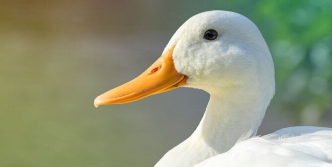 White duck in profile