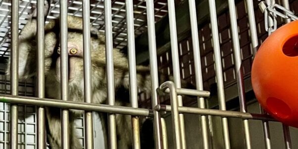 Monkey in a small cage