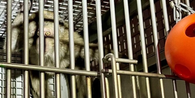 Monkey in a small cage