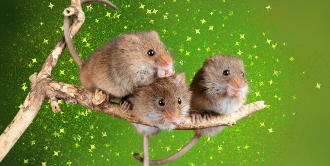 Three field mice blancing on a branch