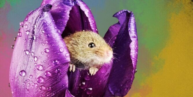 A field mouse sheltering in a tulip