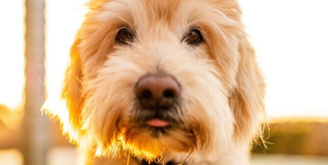 Dog looking at the camera