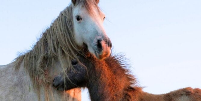 Mother horse with her foal