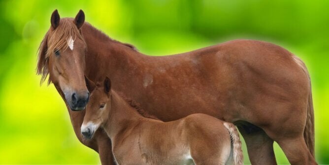 A chestnut mare and her foal