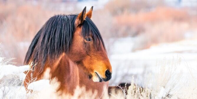 Brown horse in bright field