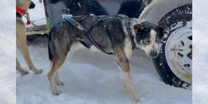 Dog looking at the camera