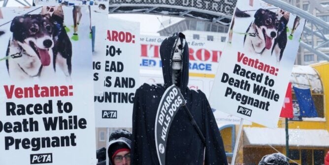 A 'grim reaper' hoisted up at the race start