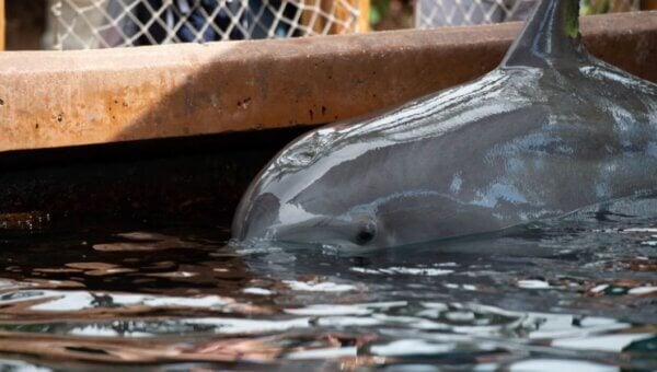 Dolphin lolling on the water's surface of a tank