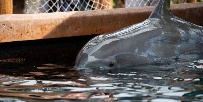 Dolphin lolling on the water's surface of a tank