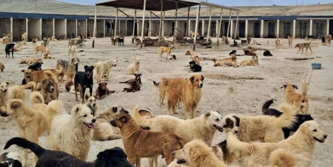 A crowd of rescued dogs