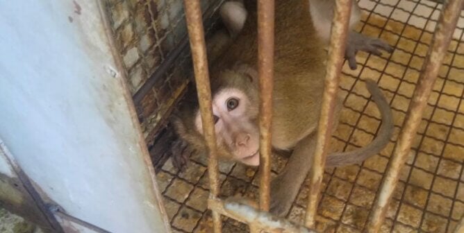 Monkey in barren cage