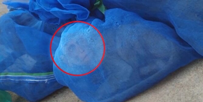 Monkey in barren cage