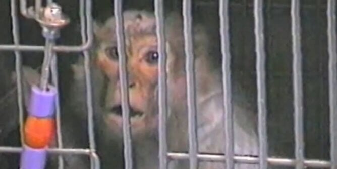 Monkey in small cage