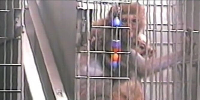 Mother monkey and child in tiny cage