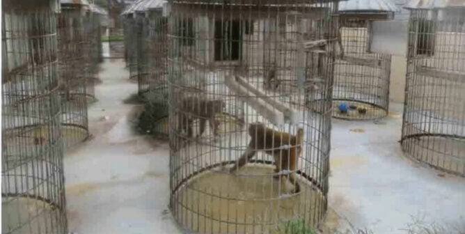 Monkey pacing in barren cage