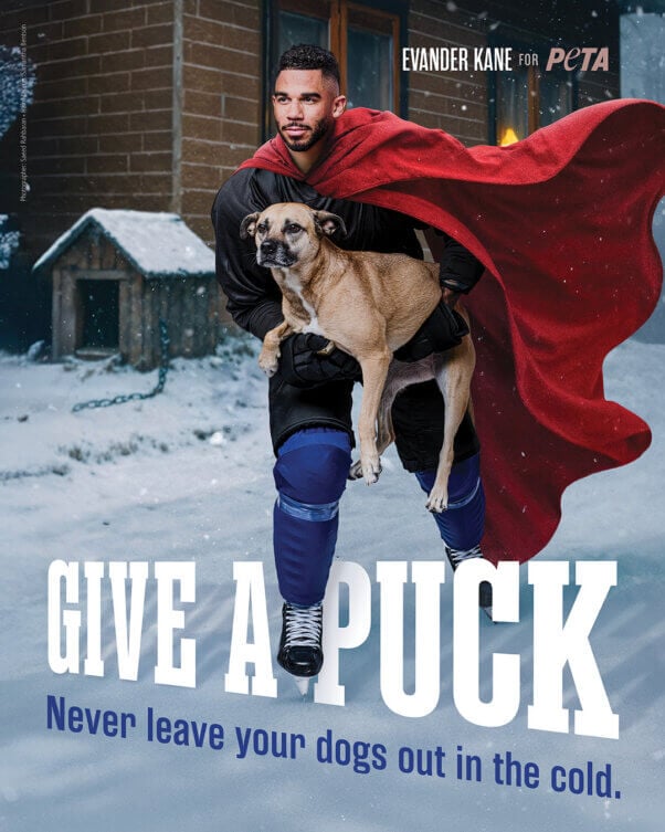 Evander Kane and a freed dog