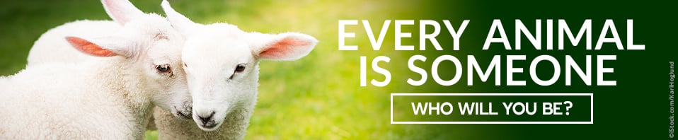 Every Animal is Someone banner