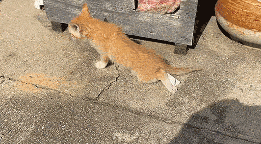 cat dragging legs behind them on the pavement