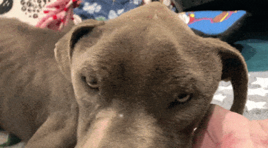 gif of an emaciated dog who cannot easily life their head