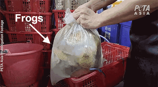 frogs struggling to get out of plastic bag