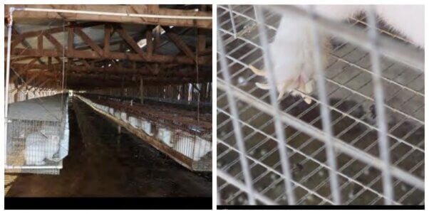 In this photograph from March 2016 (left), rabbits are being kept in barren wire cages at ProSci Inc. This July 2015 photo (right) shows a rabbit with untrimmed toenails being kept in a dirty, barren wire cage at ProSci Inc.