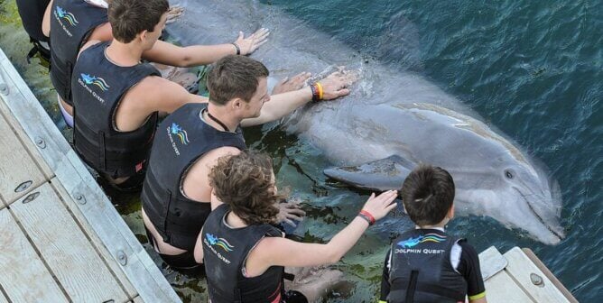 Dolphin used for a swim with dolphins program