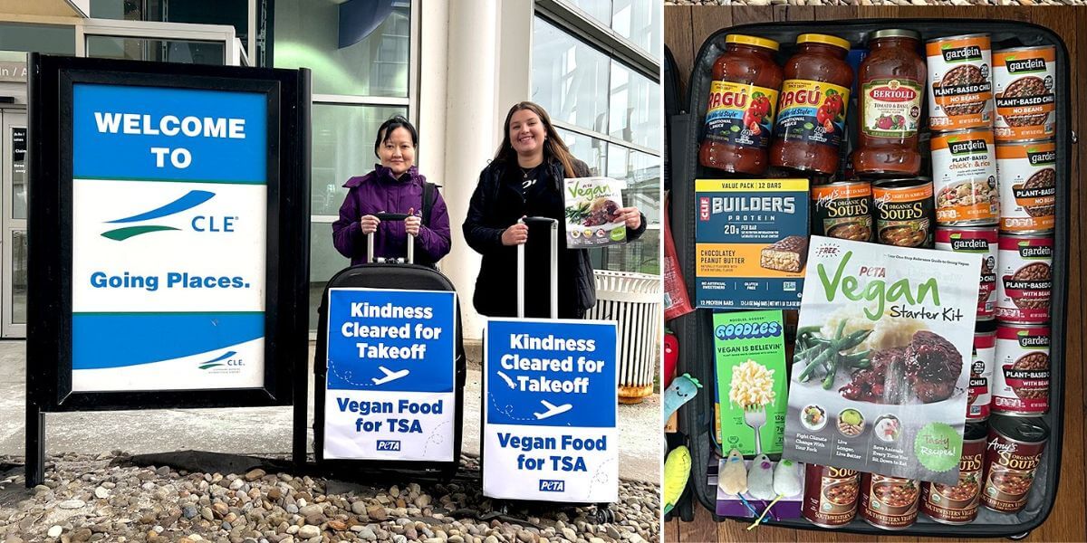 Staff with suitcases filled with vegan food