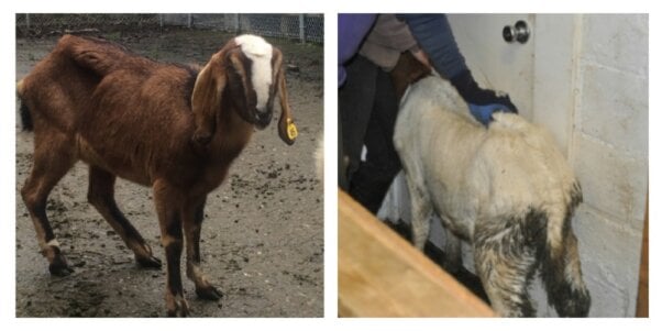 Emaciated goats were seen at Pi Bioscientific in March 2016.