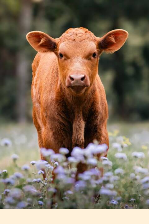 A brown calf in a field of flowers