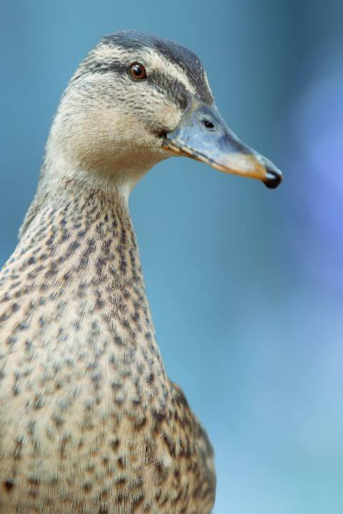 Mallard Duck