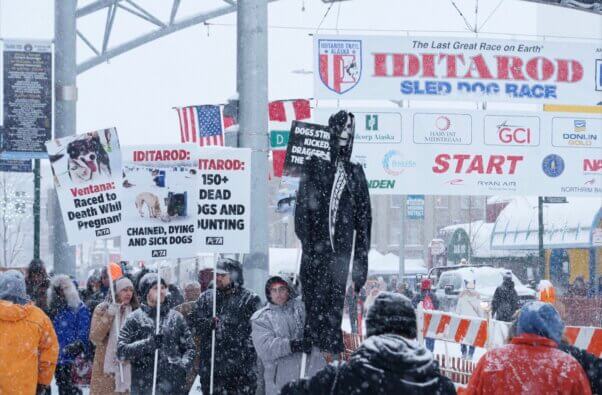 Charley the Dog Died, Many Suffered: The Cruel Toll of the 2026 Iditarod
