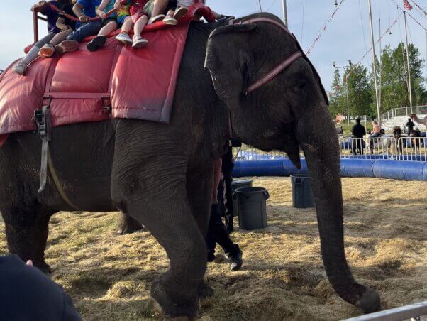 Viola carrying nine children on her back