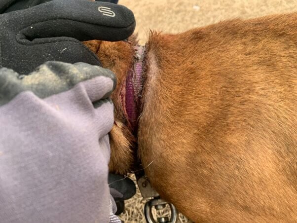 Embedded collar in Liora's neck