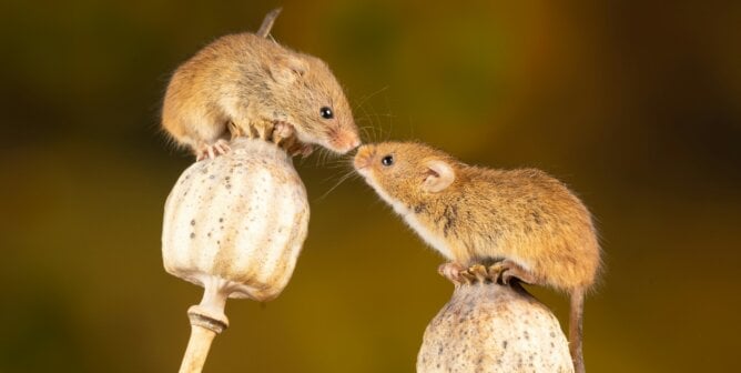Two mice touching noses while balancing on mushrooms