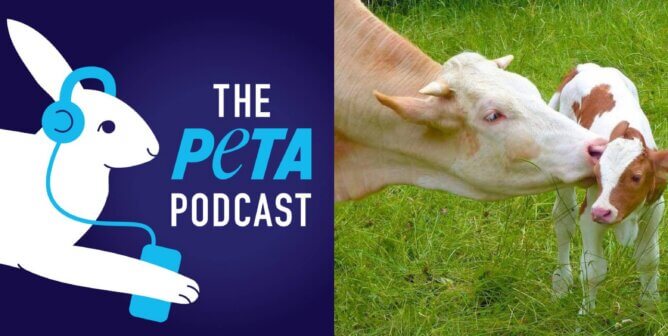 peta podcast logo and photo of cow with calf