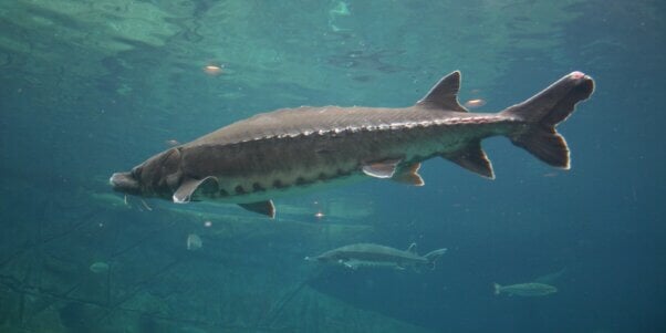 sturgeon fish swimming