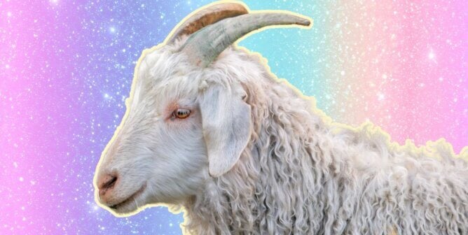Angora goat against a bright background