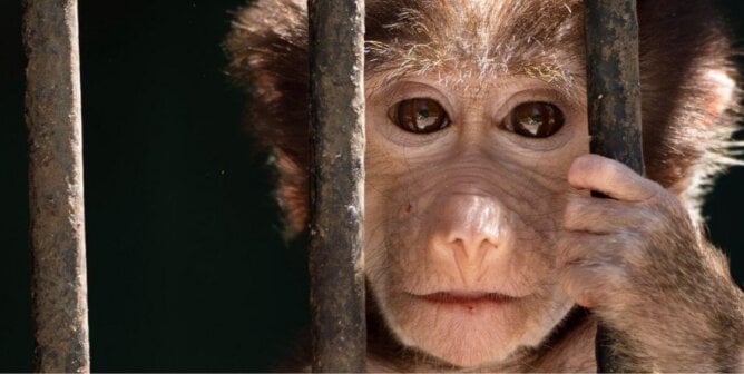 A baby monkey looking through the bars of a cage