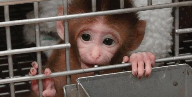 Baby monkey in a cage