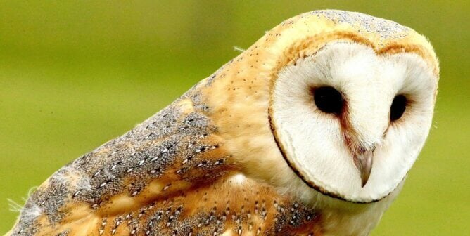 Barn owl side profile