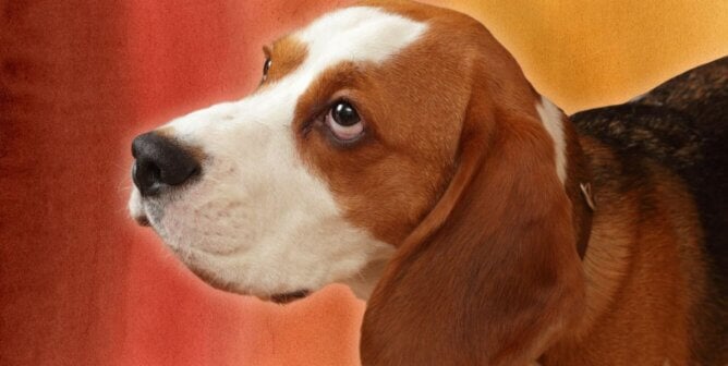 Beagle looking up at viewer